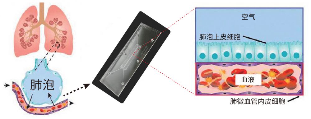 标准器官/类器官芯片插图1