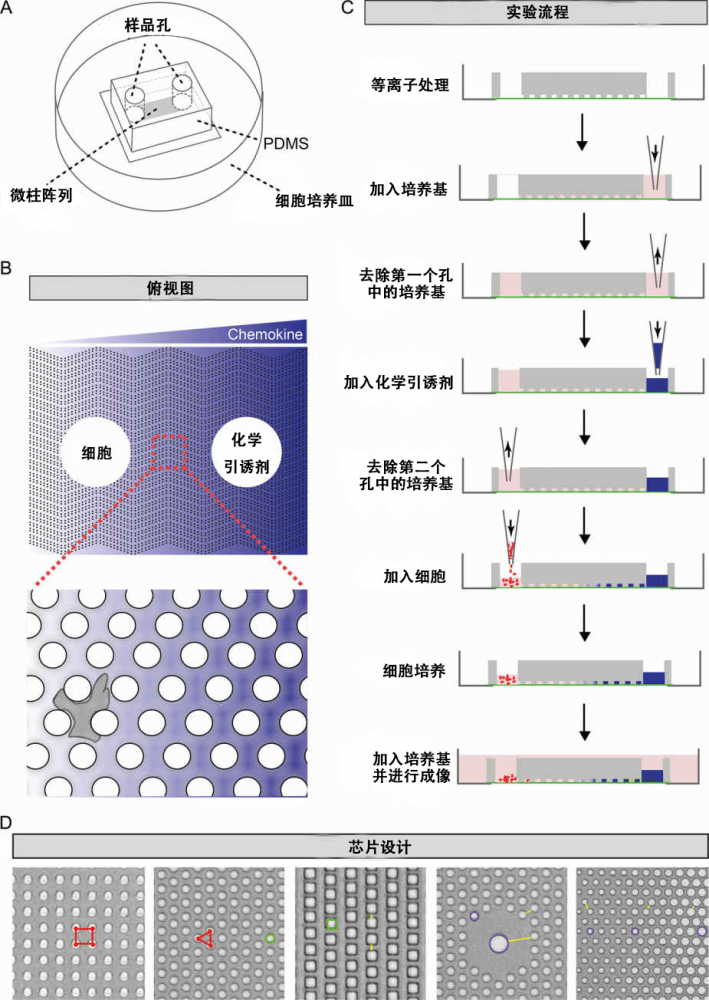 微流控应用：使用微柱芯片研究细胞3D微环境中的细胞迁移行为插图