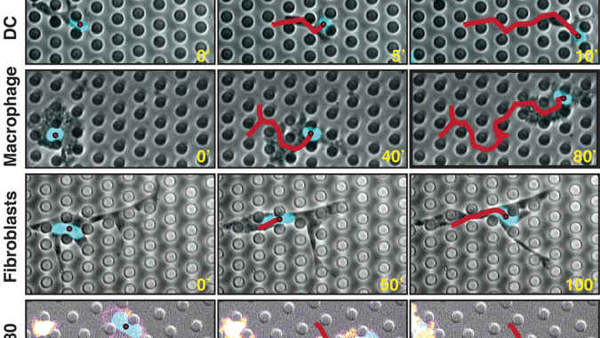 微流控应用：使用微柱芯片研究细胞3D微环境中的细胞迁移行为缩略图
