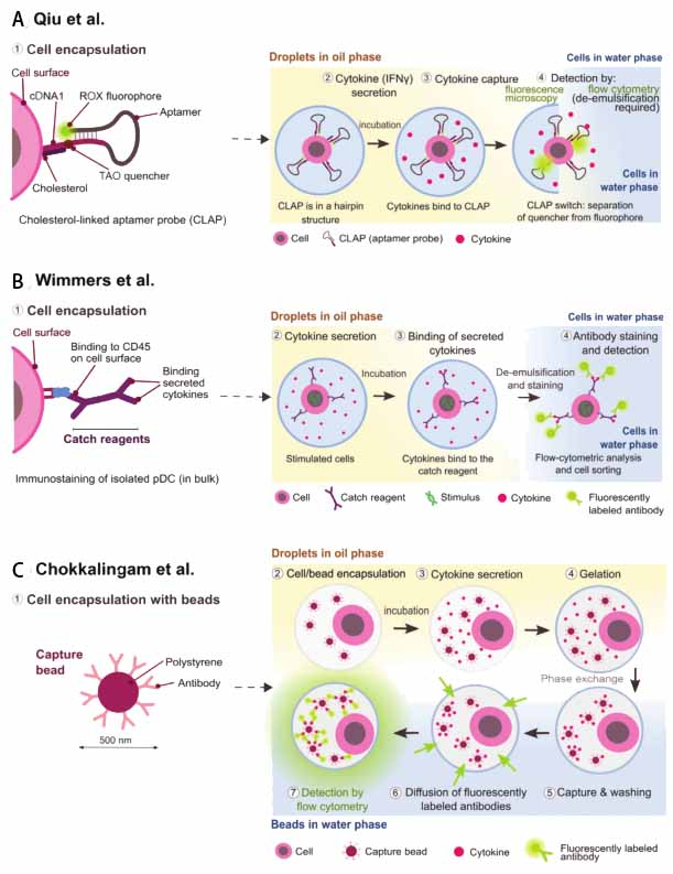 微流控技术前沿：单细胞蛋白组学研究（章节一）插图5