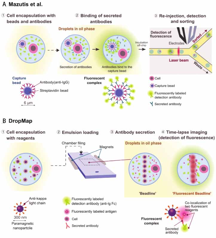 微流控技术前沿：单细胞蛋白组学研究（章节一）插图6