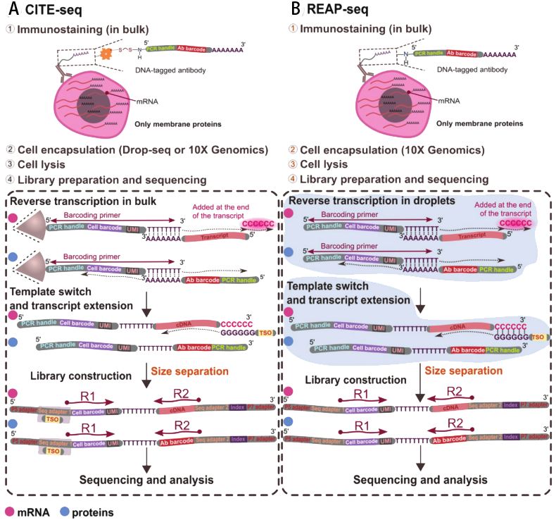 微流控技术前沿：单细胞蛋白组学研究（章节一）插图3