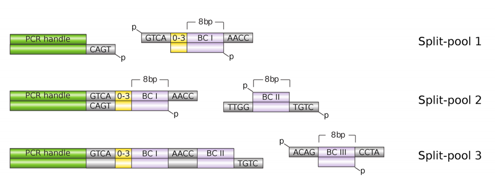 微流控技术前沿:如何制作适用于10X Genomics体系的barcode gel beads?插图5 微流控技术前沿:如何制作适用于10X Genomics体系的barcode gel beads?插图5