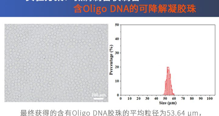 实验方案：微滴制备仪制备含Oligo DNA的可降解凝胶珠缩略图